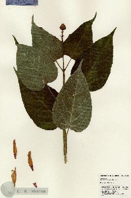 URN_catalog_HBHinton_herbarium_24603.jpg.jpg