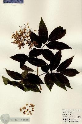 URN_catalog_HBHinton_herbarium_24533.jpg.jpg