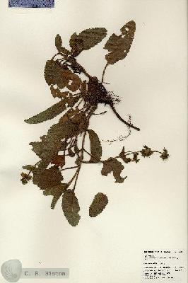 URN_catalog_HBHinton_herbarium_24536.jpg.jpg
