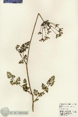 URN_catalog_HBHinton_herbarium_24538.jpg.jpg