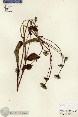 URN_catalog_HBHinton_herbarium_26752.jpg.jpg