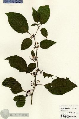 URN_catalog_HBHinton_herbarium_24614.jpg.jpg