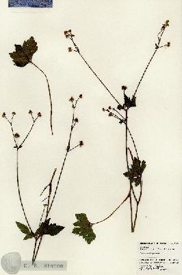 URN_catalog_HBHinton_herbarium_24601.jpg.jpg
