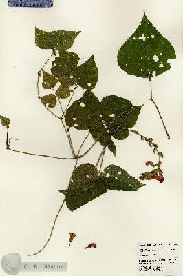 URN_catalog_HBHinton_herbarium_24602.jpg.jpg