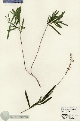 URN_catalog_HBHinton_herbarium_24615.jpg.jpg