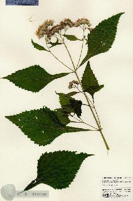 URN_catalog_HBHinton_herbarium_24612.jpg.jpg