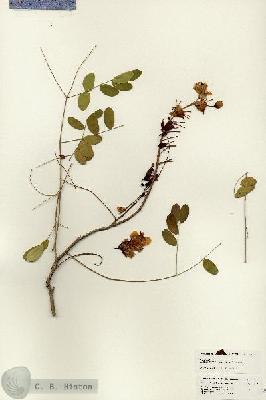 URN_catalog_HBHinton_herbarium_24620.jpg.jpg