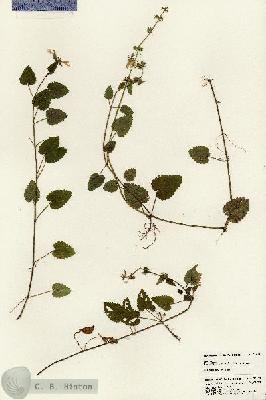 URN_catalog_HBHinton_herbarium_24613.jpg.jpg