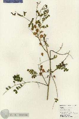 URN_catalog_HBHinton_herbarium_24621.jpg.jpg