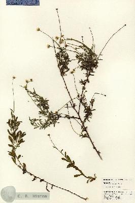 URN_catalog_HBHinton_herbarium_24629.jpg.jpg