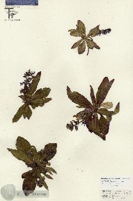 URN_catalog_HBHinton_herbarium_26786.jpg.jpg