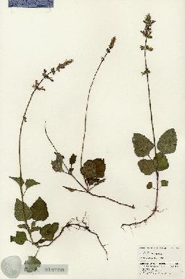 URN_catalog_HBHinton_herbarium_24642.jpg.jpg