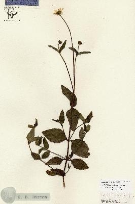 URN_catalog_HBHinton_herbarium_26791.jpg.jpg