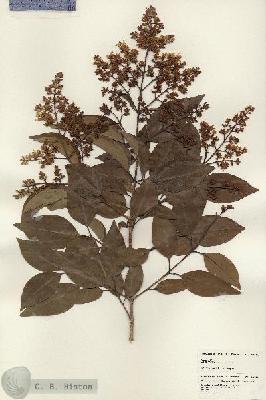 URN_catalog_HBHinton_herbarium_24721.jpg.jpg