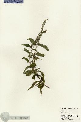 URN_catalog_HBHinton_herbarium_24722.jpg.jpg