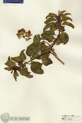 URN_catalog_HBHinton_herbarium_24724.jpg.jpg