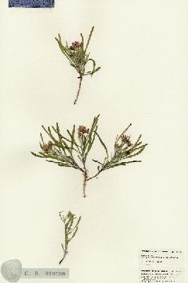 URN_catalog_HBHinton_herbarium_24772.jpg.jpg