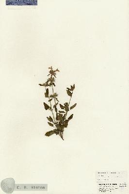 URN_catalog_HBHinton_herbarium_24774.jpg.jpg
