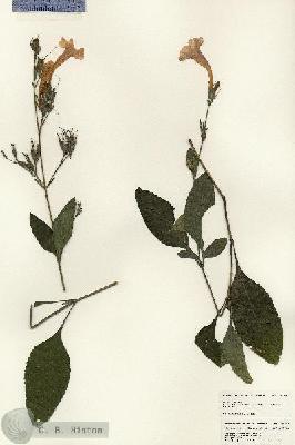 URN_catalog_HBHinton_herbarium_24784.jpg.jpg