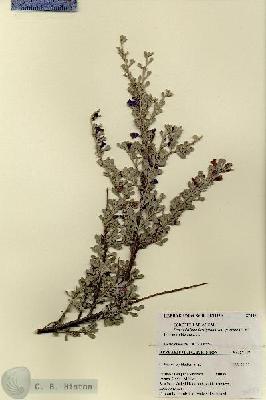 URN_catalog_HBHinton_herbarium_27447.jpg.jpg