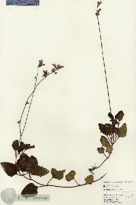 URN_catalog_HBHinton_herbarium_24697.jpg.jpg