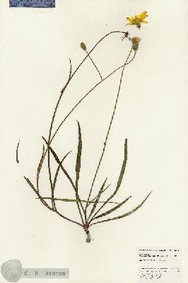 URN_catalog_HBHinton_herbarium_24698.jpg.jpg