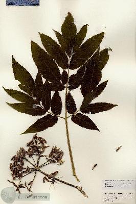 URN_catalog_HBHinton_herbarium_24701.jpg.jpg