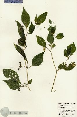 URN_catalog_HBHinton_herbarium_24702.jpg.jpg