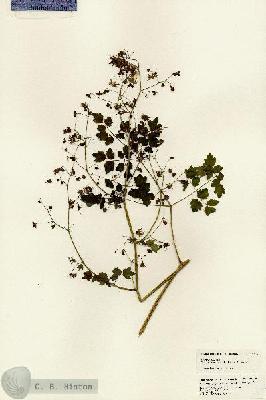 URN_catalog_HBHinton_herbarium_24708.jpg.jpg