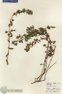 URN_catalog_HBHinton_herbarium_24861.jpg.jpg