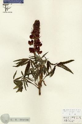 URN_catalog_HBHinton_herbarium_26809.jpg.jpg