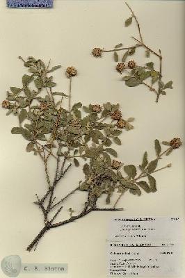 URN_catalog_HBHinton_herbarium_27449.jpg.jpg