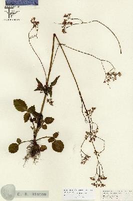 URN_catalog_HBHinton_herbarium_26811.jpg.jpg