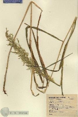 URN_catalog_HBHinton_herbarium_2745.jpg.jpg