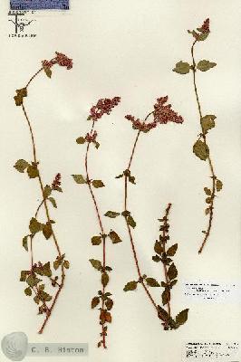 URN_catalog_HBHinton_herbarium_26820.jpg.jpg