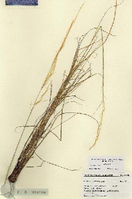 URN_catalog_HBHinton_herbarium_27451.jpg.jpg