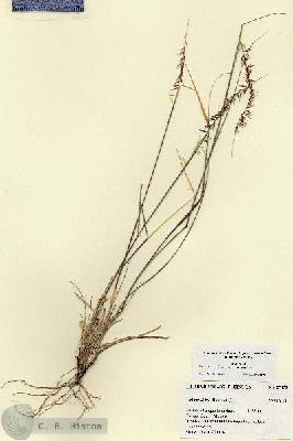URN_catalog_HBHinton_herbarium_27453.jpg.jpg