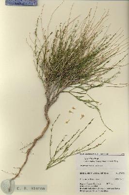 URN_catalog_HBHinton_herbarium_27472.jpg.jpg