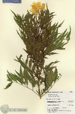 URN_catalog_HBHinton_herbarium_27476.jpg.jpg