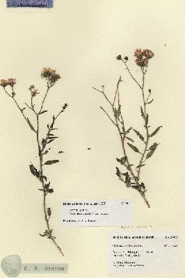 URN_catalog_HBHinton_herbarium_27498.jpg.jpg