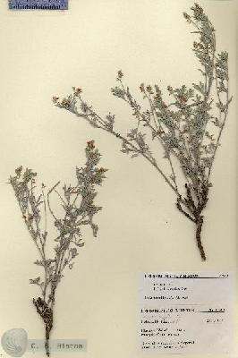 URN_catalog_HBHinton_herbarium_27513.jpg.jpg