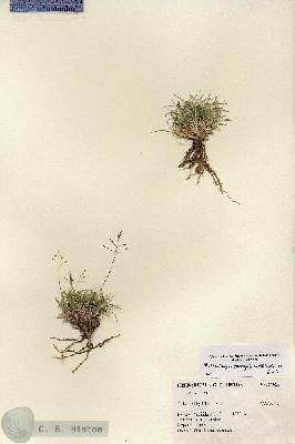 URN_catalog_HBHinton_herbarium_27026.jpg.jpg