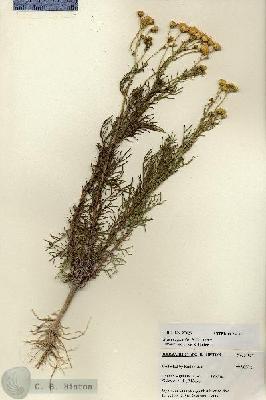 URN_catalog_HBHinton_herbarium_27027.jpg.jpg