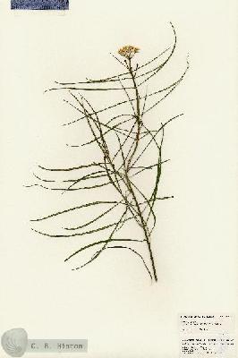 URN_catalog_HBHinton_herbarium_24829.jpg.jpg