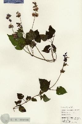 URN_catalog_HBHinton_herbarium_24799.jpg.jpg