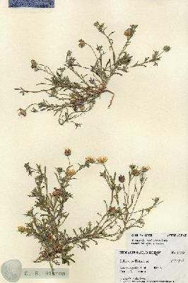 URN_catalog_HBHinton_herbarium_27030.jpg.jpg