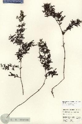 URN_catalog_HBHinton_herbarium_24804.jpg.jpg