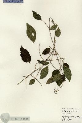 URN_catalog_HBHinton_herbarium_24807.jpg.jpg