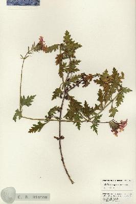 URN_catalog_HBHinton_herbarium_24808.jpg.jpg