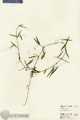 URN_catalog_HBHinton_herbarium_24811.jpg.jpg